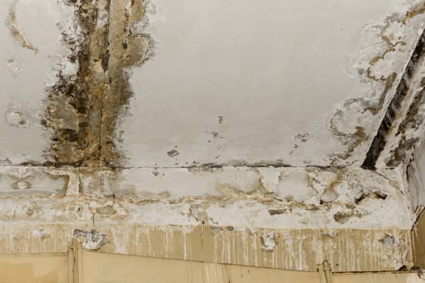 Best Mold Removal for HVAC Installations  in Prior Lake, MN