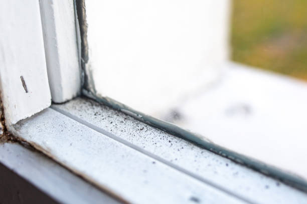 Best Environmental Consulting for Mold Prevention  in Prior Lake, MN