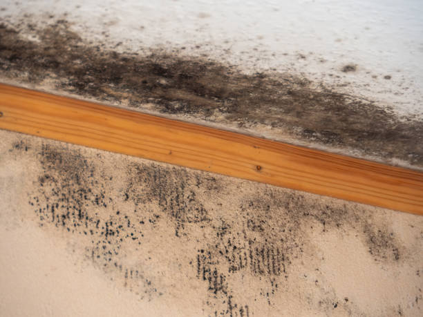 Best Air Quality Testing for Mold Spores  in Prior Lake, MN