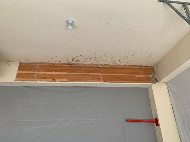 Best Flood Damage  in Prior Lake, MN
