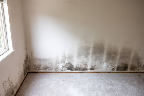 Best Airborne Mold Testing  in Prior Lake, MN