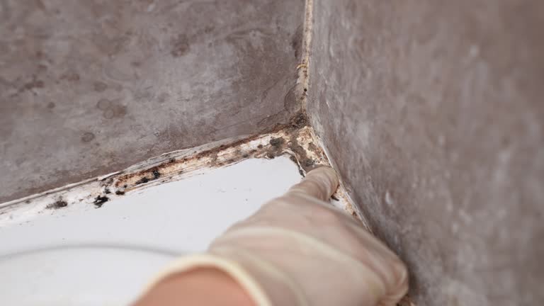 Professional Mold Removal in Prior Lake, MN